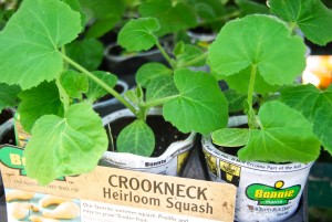 crookneck Heirloom squash